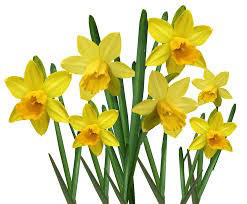 Daffodils.jpg